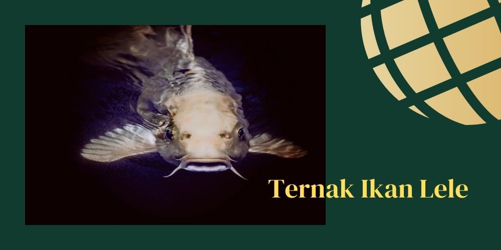 usaha modal 1 juta di kampung 
