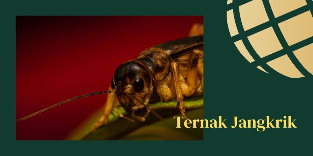usaha ternak 1 bulan panen