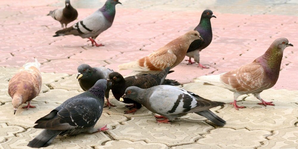Burung Dara
