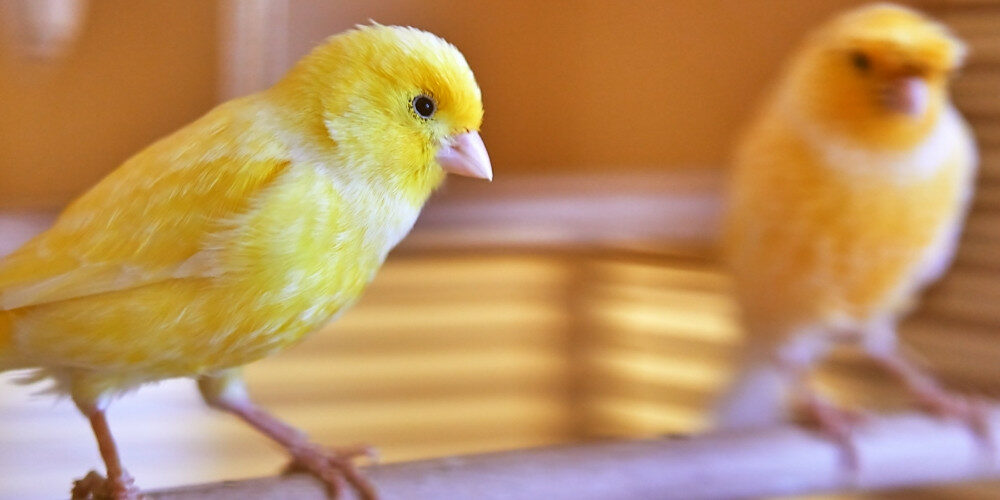 Burung Kenari