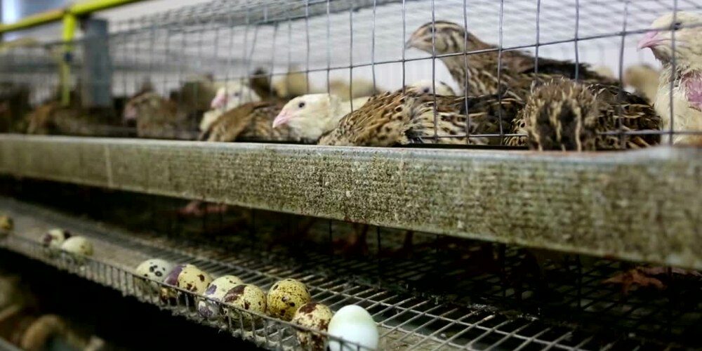 Ternak Burung Puyuh