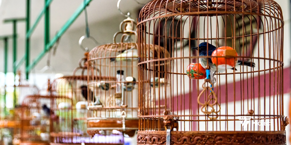 Ternak Burung yang Menguntungkan